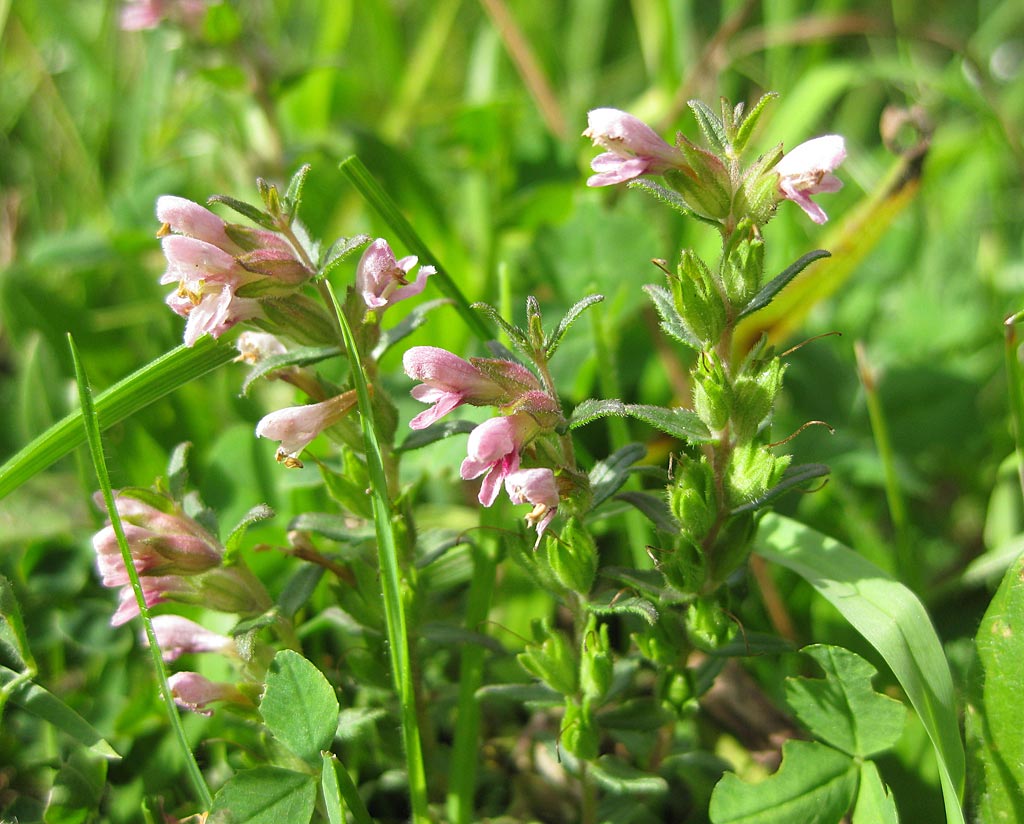 Rode ogentroost - Odontites vernus subsp. serotinus : Losse grammen