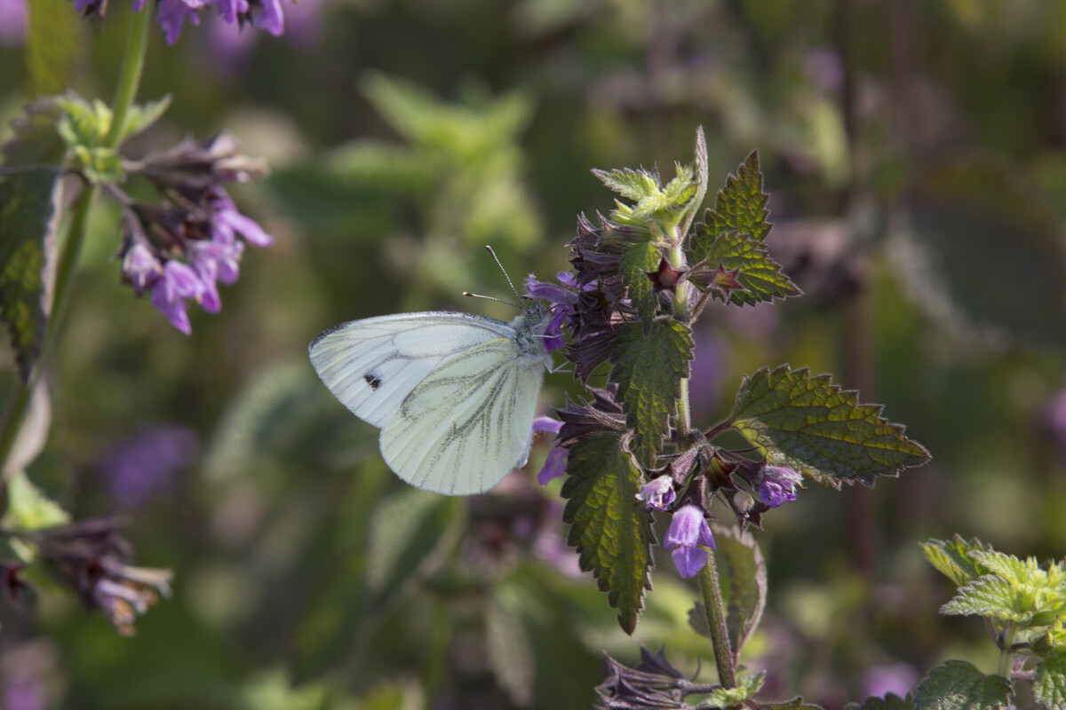Stinkende ballote - Ballota nigra subsp. meridionalis : Plant in P9 pot Stinkende ballote - Ballota nigra subsp. meridionalis : Plant in P9 pot