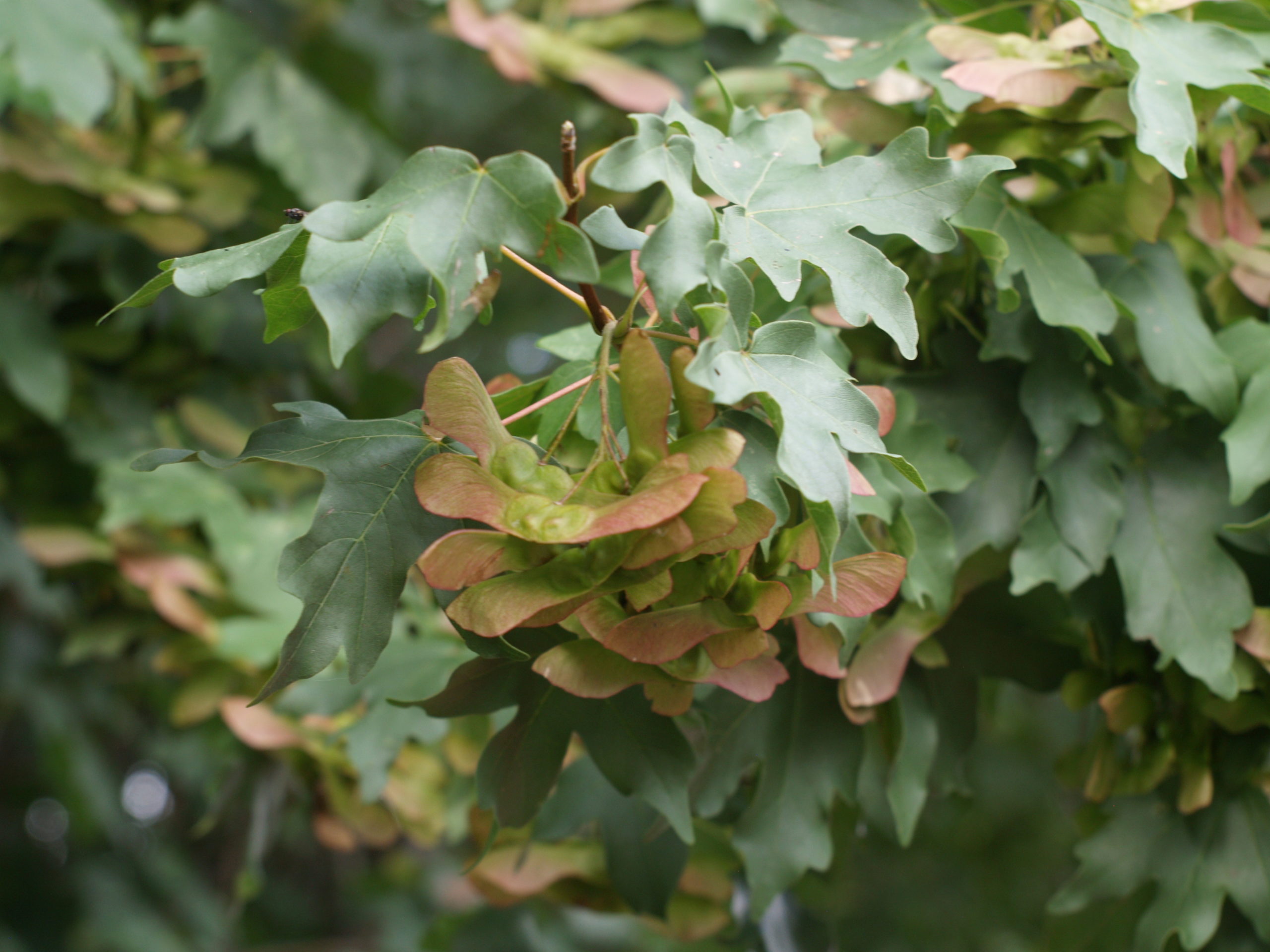 Spaanse aak/Veldesdoorn - Acer campestre : Los stuk wortelgoed