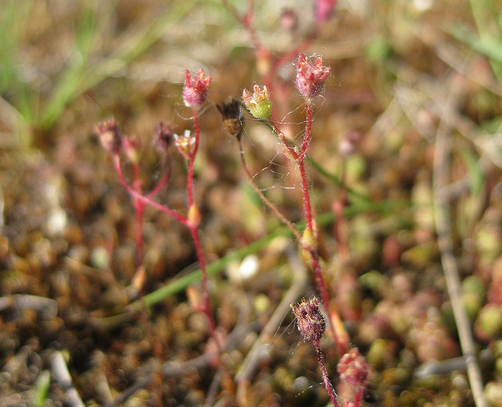 Kandelaartje - Saxifraga tridactylites : Zakje