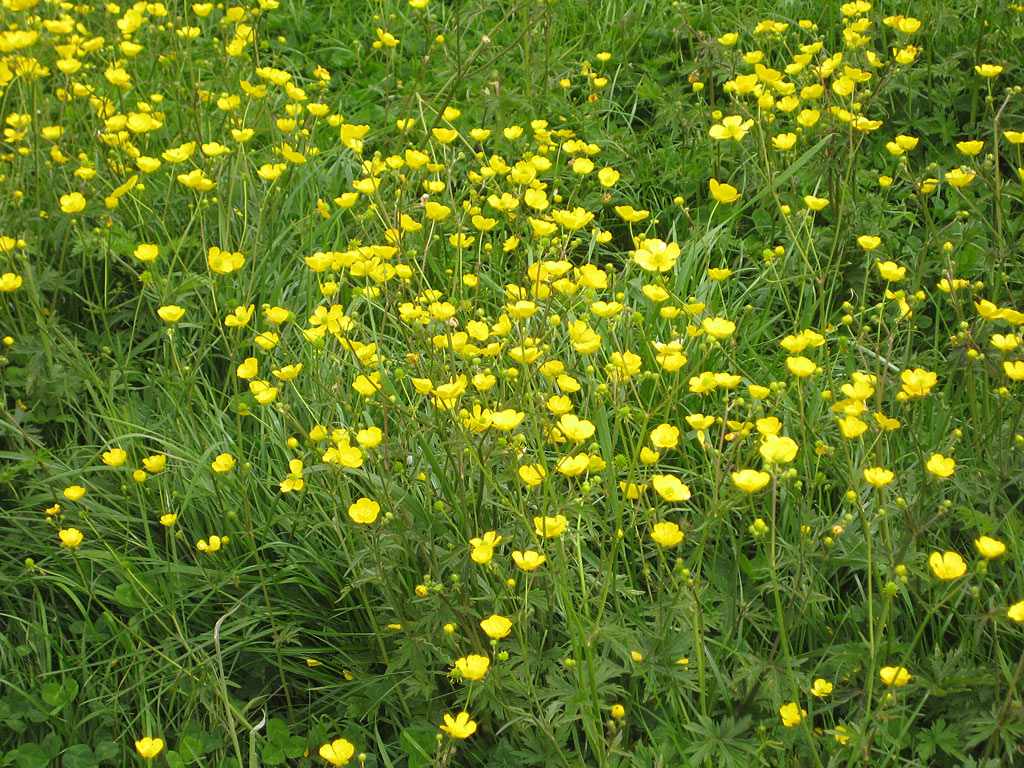 Scherpe boterbloem - Ranunculus acris : Zakje