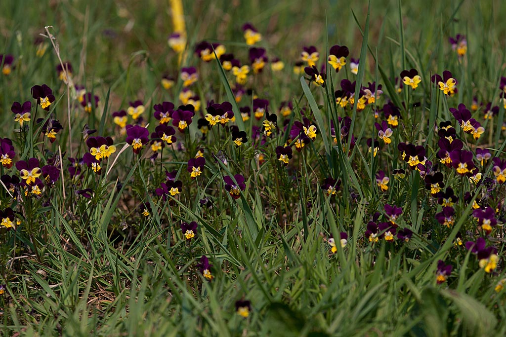 Driekleurig viooltje - Viola tricolor subsp. tricolor : Losse grammen