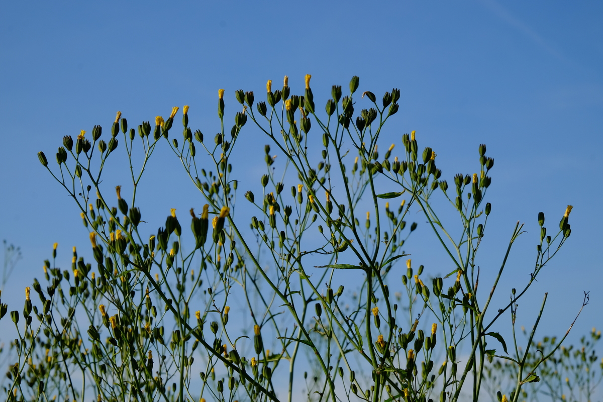 Akkerkool - Lapsana communis : Losse grammen