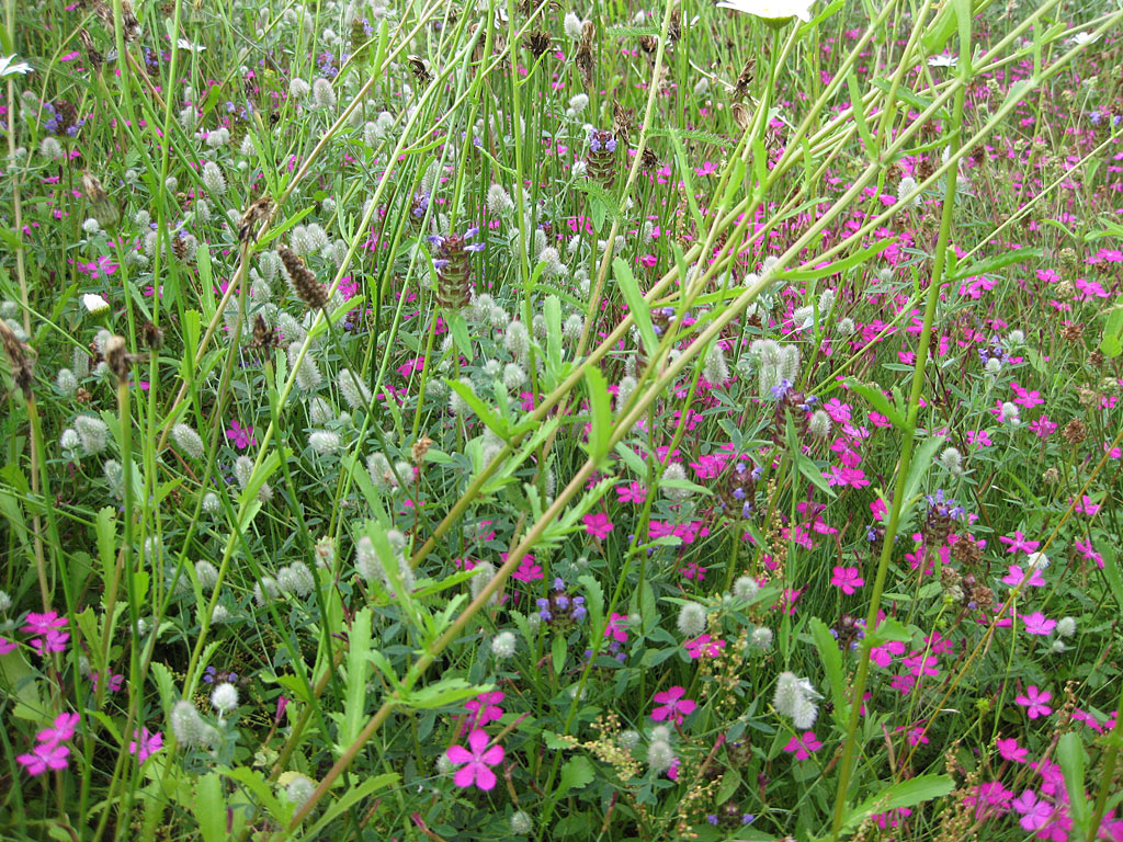 M4	Laag bloemrijk grasland - kalkrijk : Losse grammen