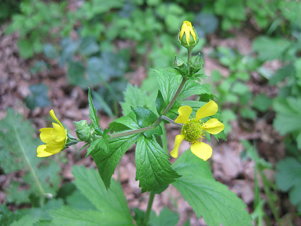 Geel nagelkruid - Geum urbanum : Plant in P9 pot