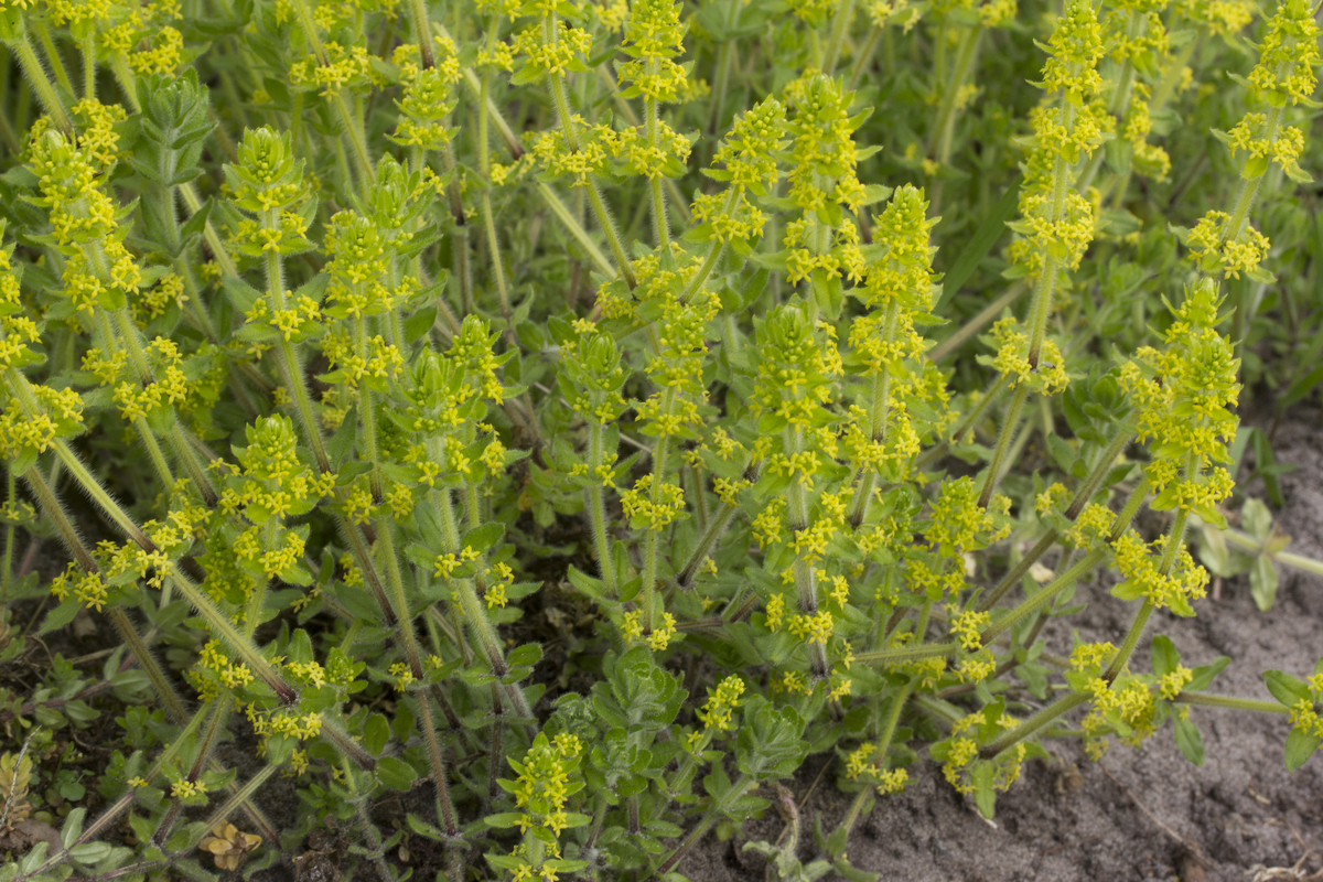 Kruisbladwalstro - Cruciata laevipes : Plant in P9 pot