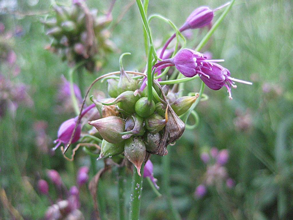 Berglook - Allium carinatum : Zakje