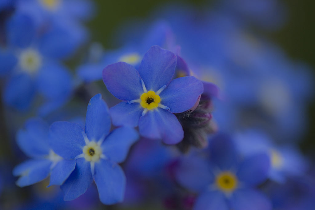 Bosvergeet-mij-nietje - Myosotis sylvatica : Losse grammen