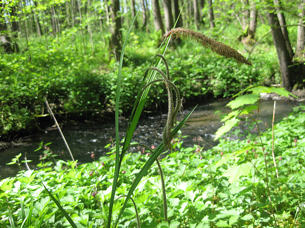 Hangende zegge - Carex pendula : Losse grammen