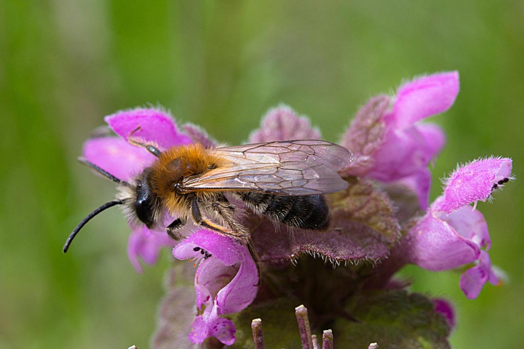 Paarse dovenetel - Lamium purpureum : Zakje