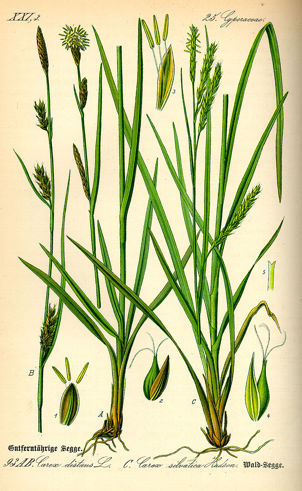 Boszegge - Carex sylvatica : Zakje