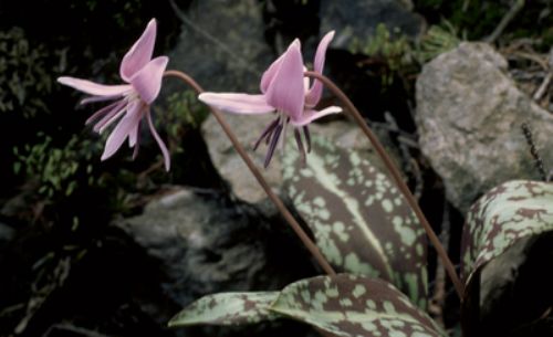 Hondstand - Erythronium dens-canis : Verpakking met 25 bollen