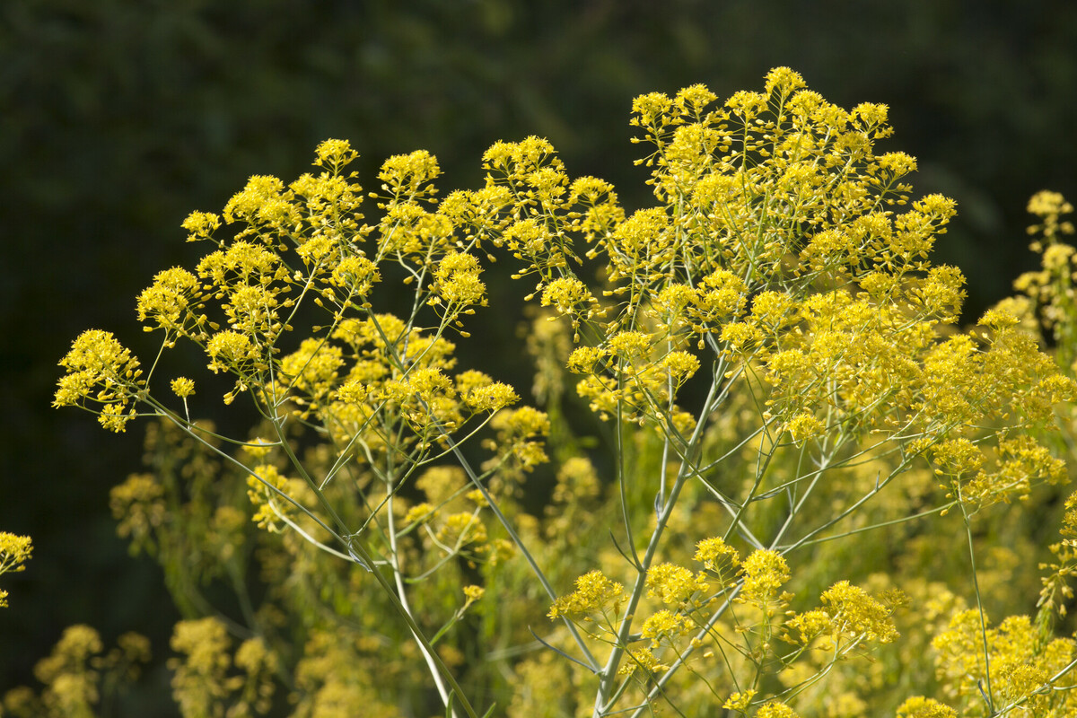 Wede - Isatis tinctoria : Zakje