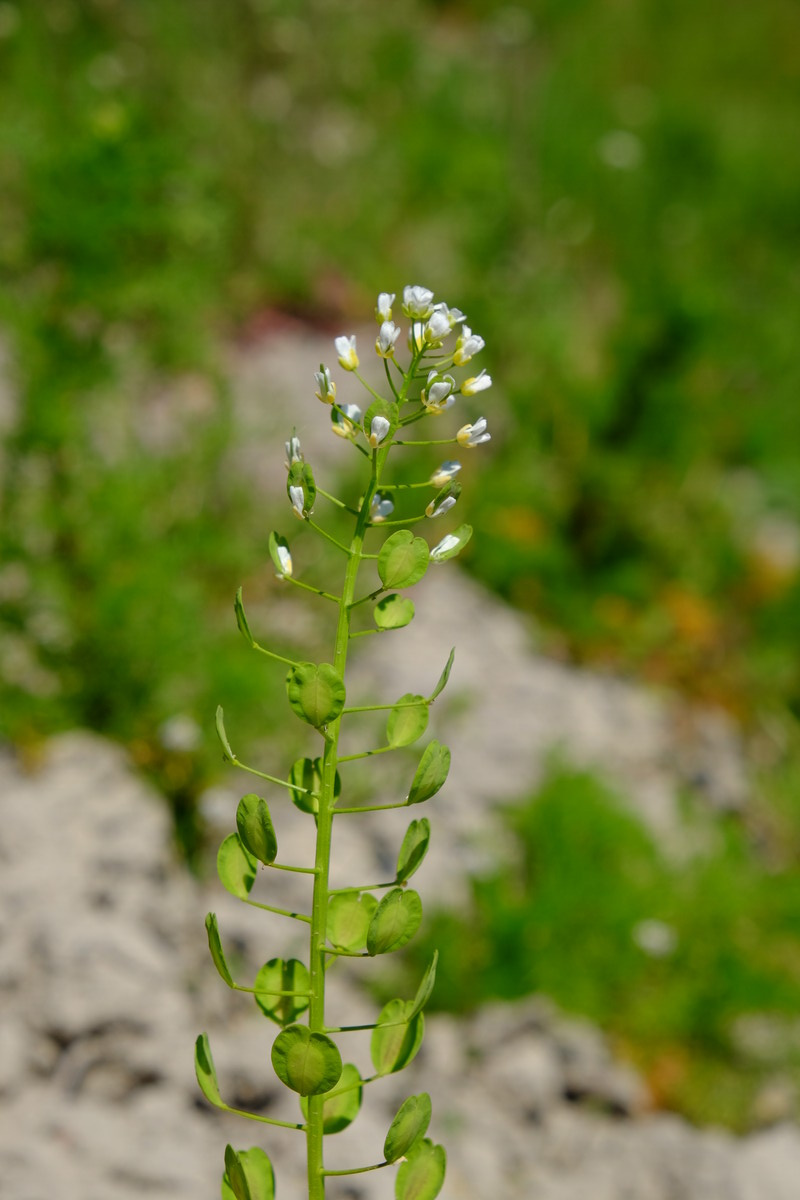 Witte krodde - Thlaspi arvense : Zakje