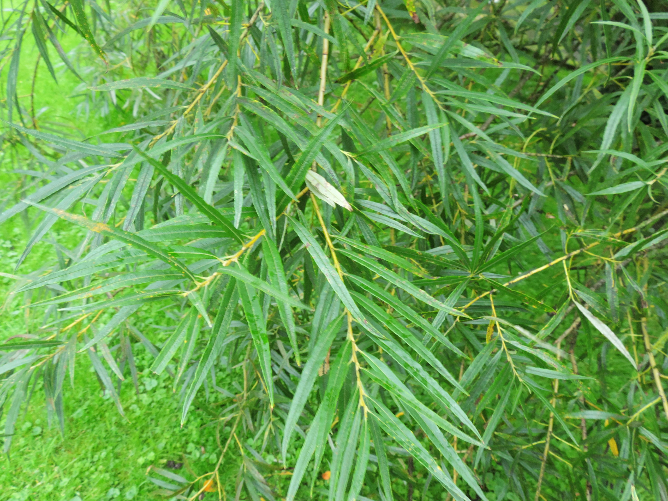 Katwilg - Salix viminalis : Los stuk wortelgoed