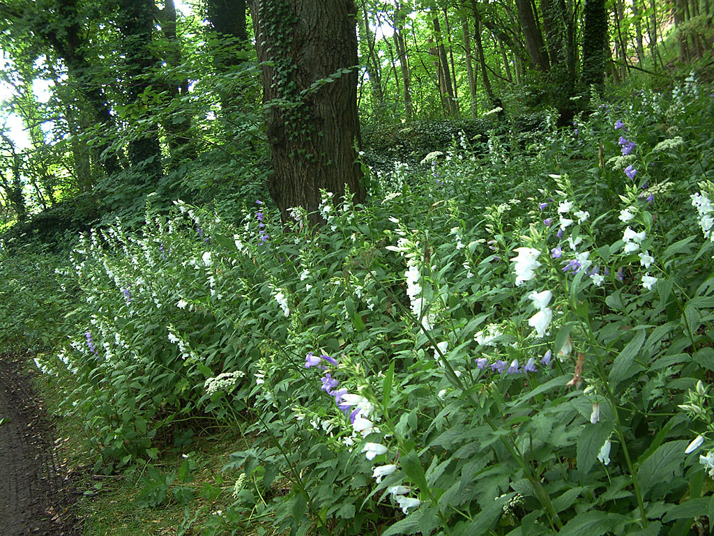 Breed klokje - Campanula latifolia : Zakje