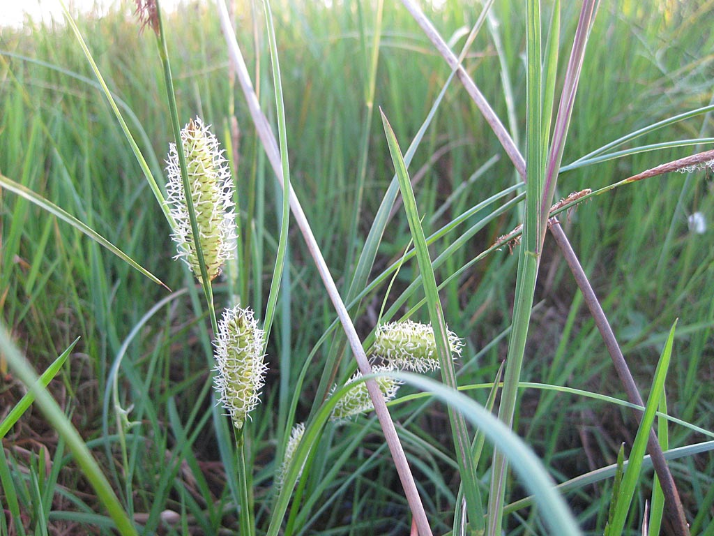 Snavelzegge - Carex rostrata : Zakje