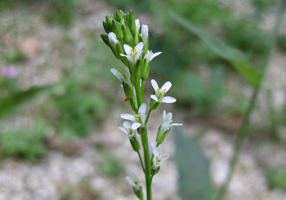 Torenkruid - Turritis glabra : Losse grammen