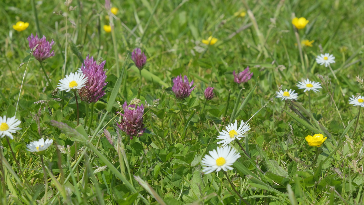 M5 Nectar onder het maaimes : Losse grammen