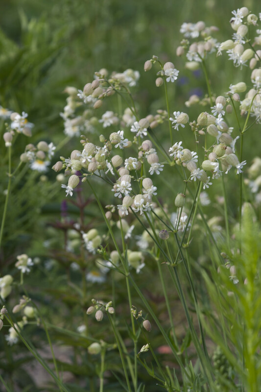 Blaassilene - Silene vulgaris : Plant in P9 pot Blaassilene - Silene vulgaris : Plant in P9 pot