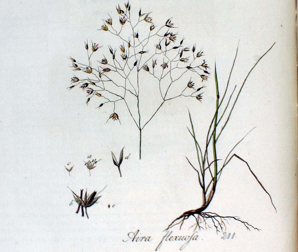 Bochtige smele - Avenella flexuosa : Plant in P9 pot