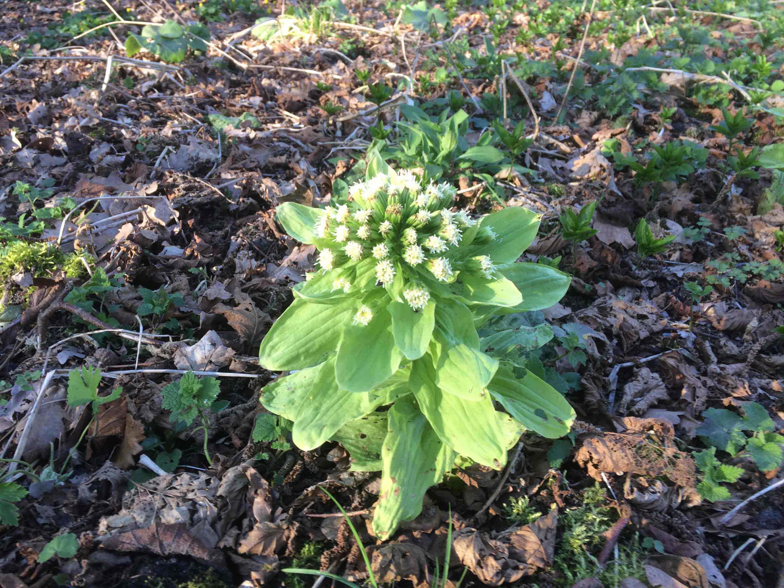 Japans hoefblad - Petasites japonicus : Plant in P9 pot