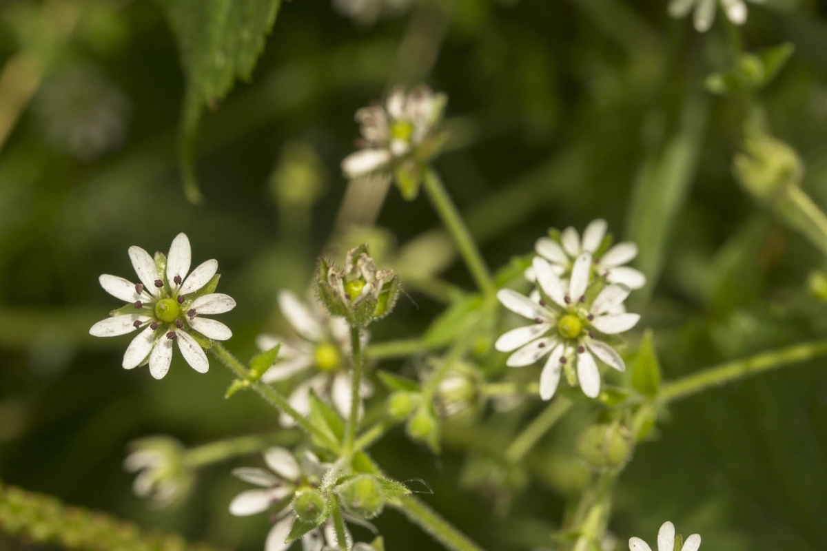 Watermuur - Stellaria aquatica : Losse grammen