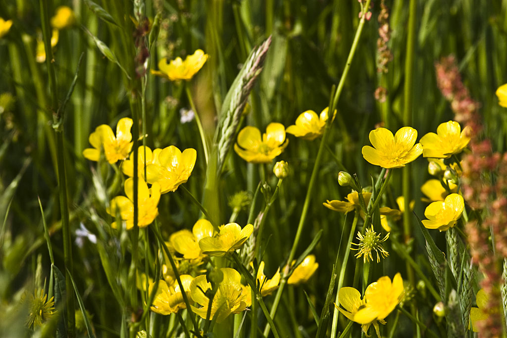 Kruipende boterbloem - Ranunculus repens : Zakje