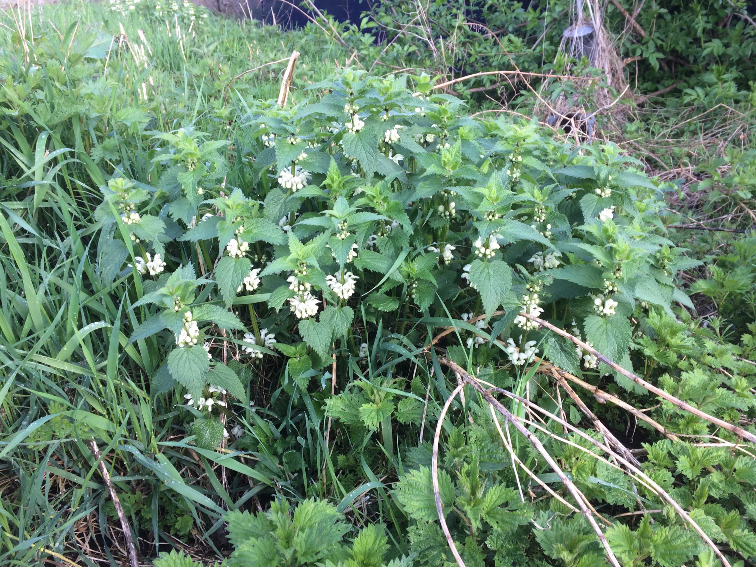 Witte dovenetel - Lamium album : Plant in P9 pot