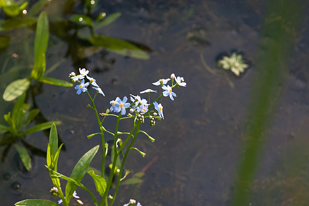 Moerasvergeet-mij-nietje - Myosotis scorpioides subsp. scorpioides : Plant in P9 pot