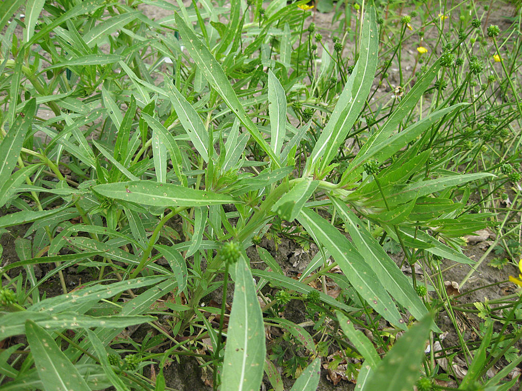 Duinteunisbloem - Oenothera oakesiana : Zakje