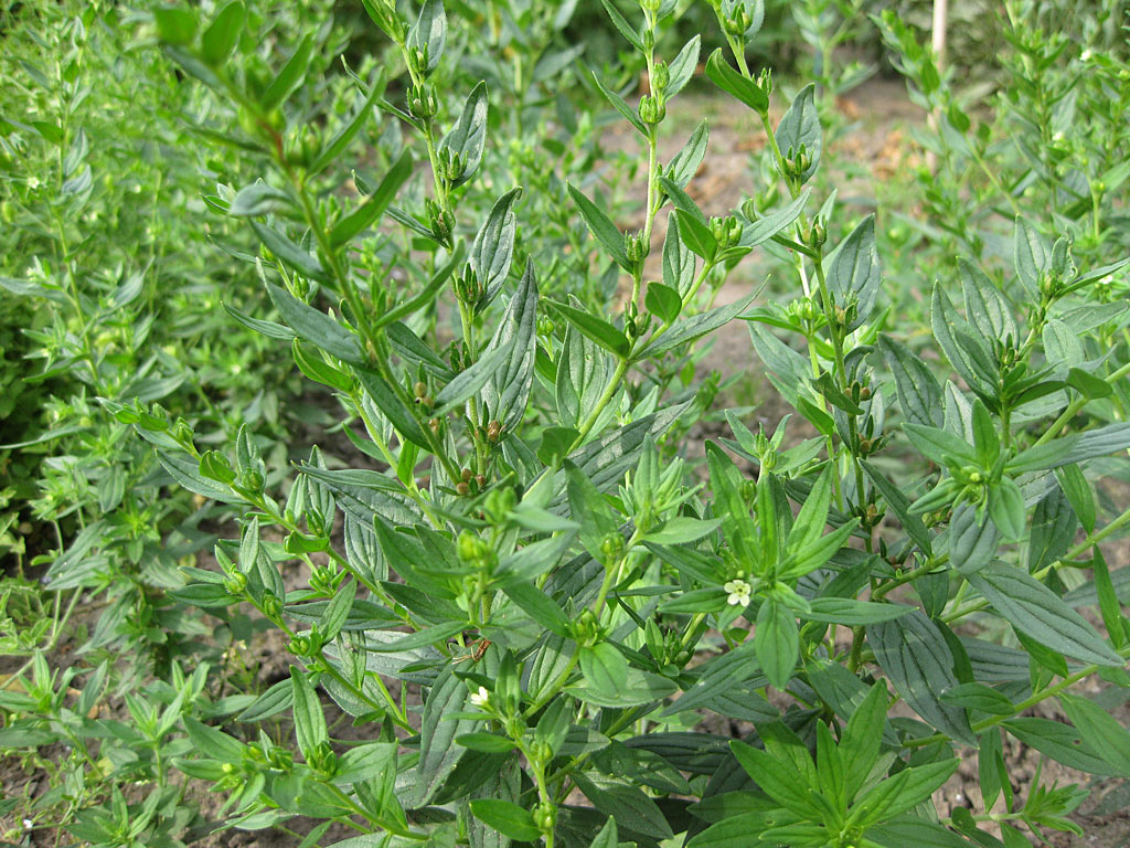 Glad parelzaad - Lithospermum officinale : Plant in P9 pot