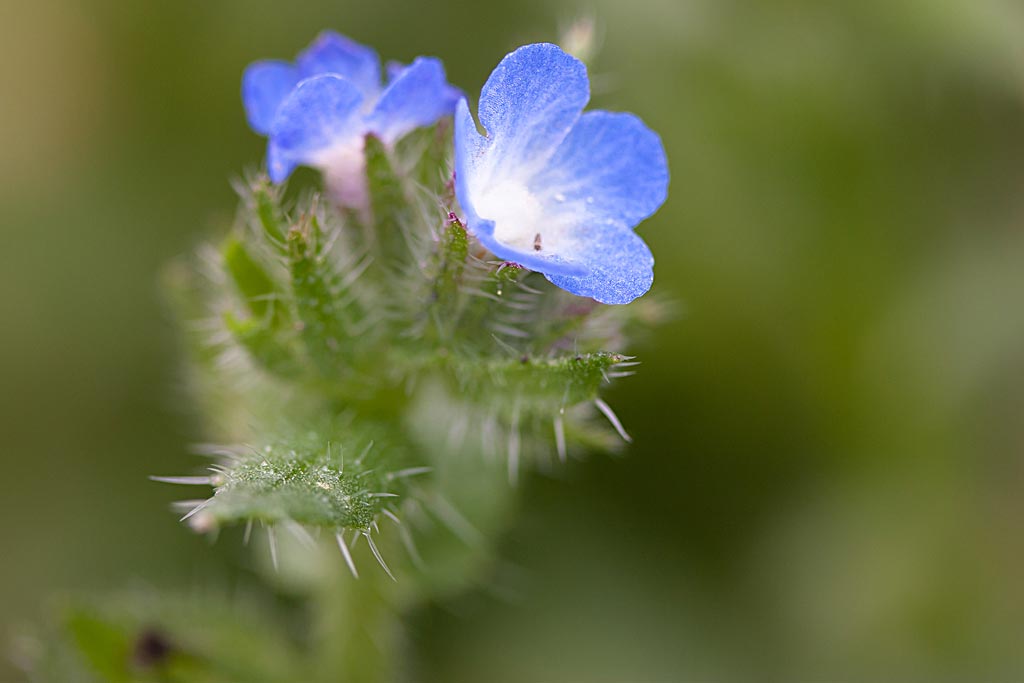 Kromhals - Anchusa arvensis : Losse grammen