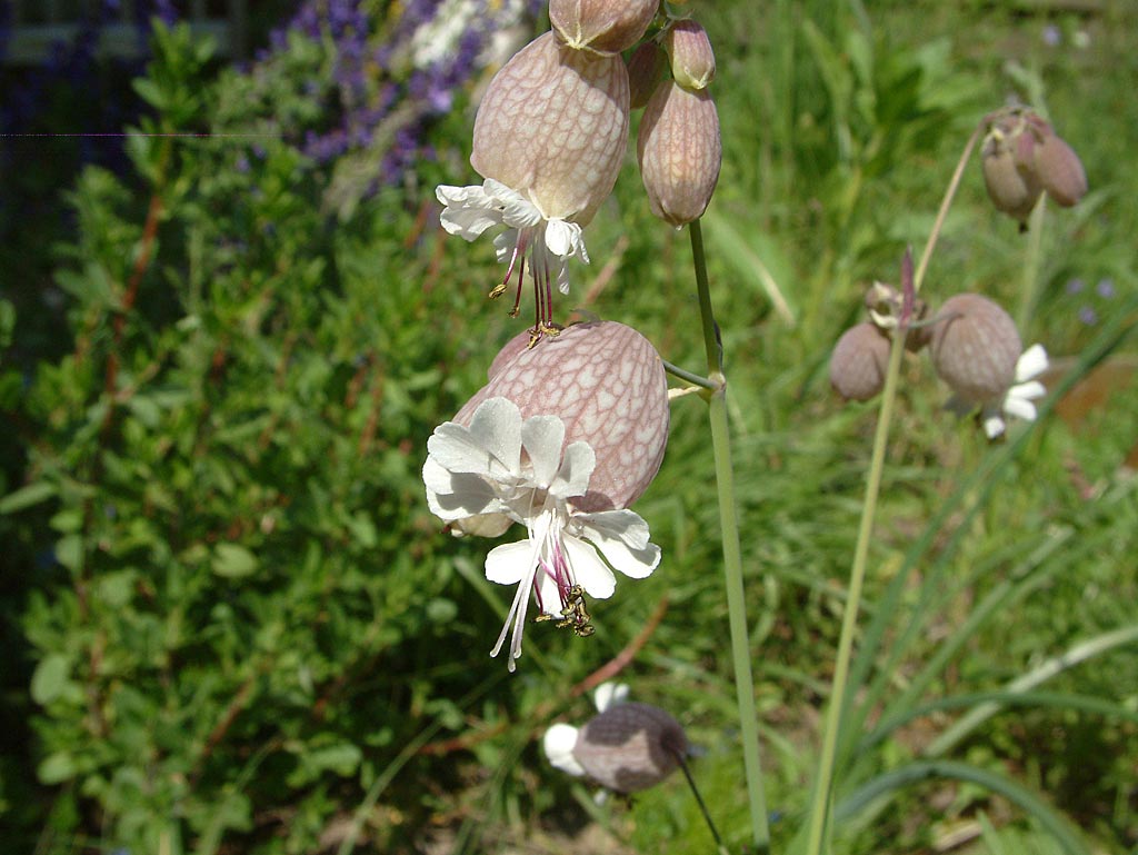 Blaassilene - Silene vulgaris : Zakje