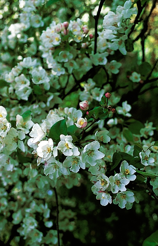 Wilde appel - Malus sylvestris : Los stuk wortelgoed