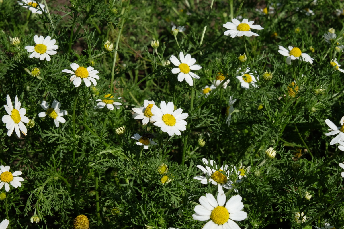 Stinkende kamille - Anthemis cotula : Zakje zaden Stinkende kamille - Anthemis cotula : Zakje zaden