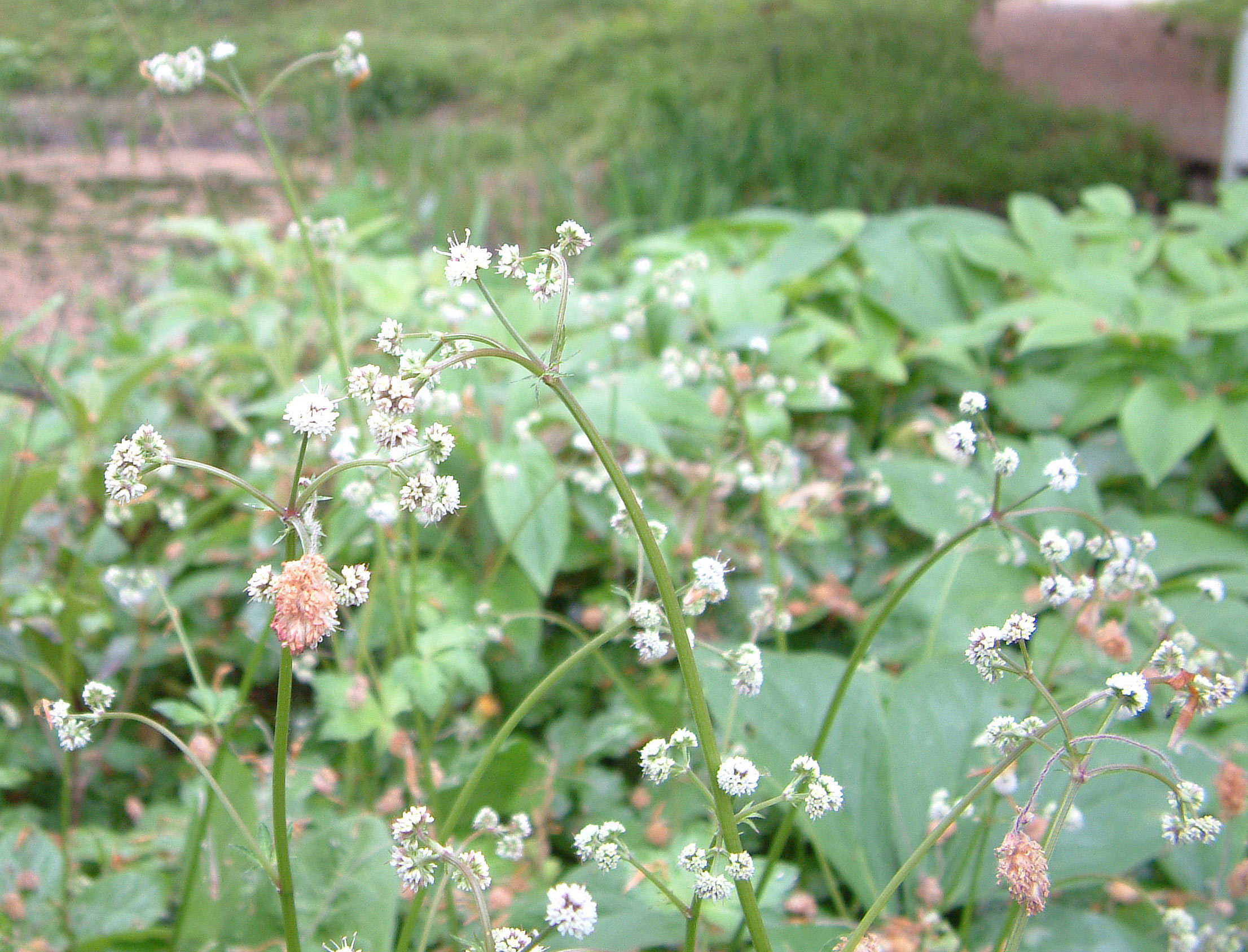 Heelkruid - Sanicula europaea : Losse grammen