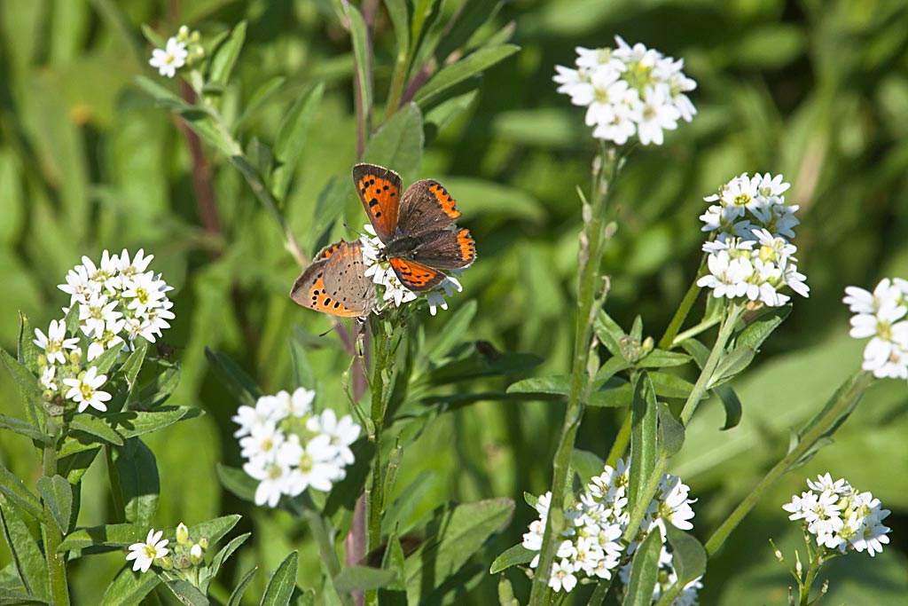 Grijskruid - Berteroa incana : Losse grammen Grijskruid - Berteroa incana : Losse grammen