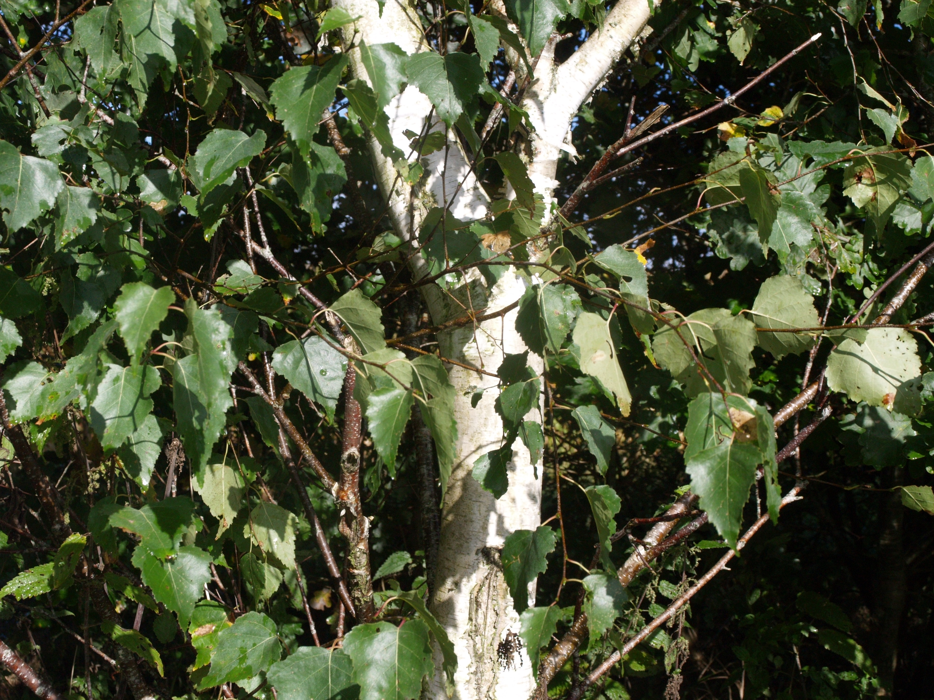 Ruwe berk - Betula pendula : Los stuk wortelgoed