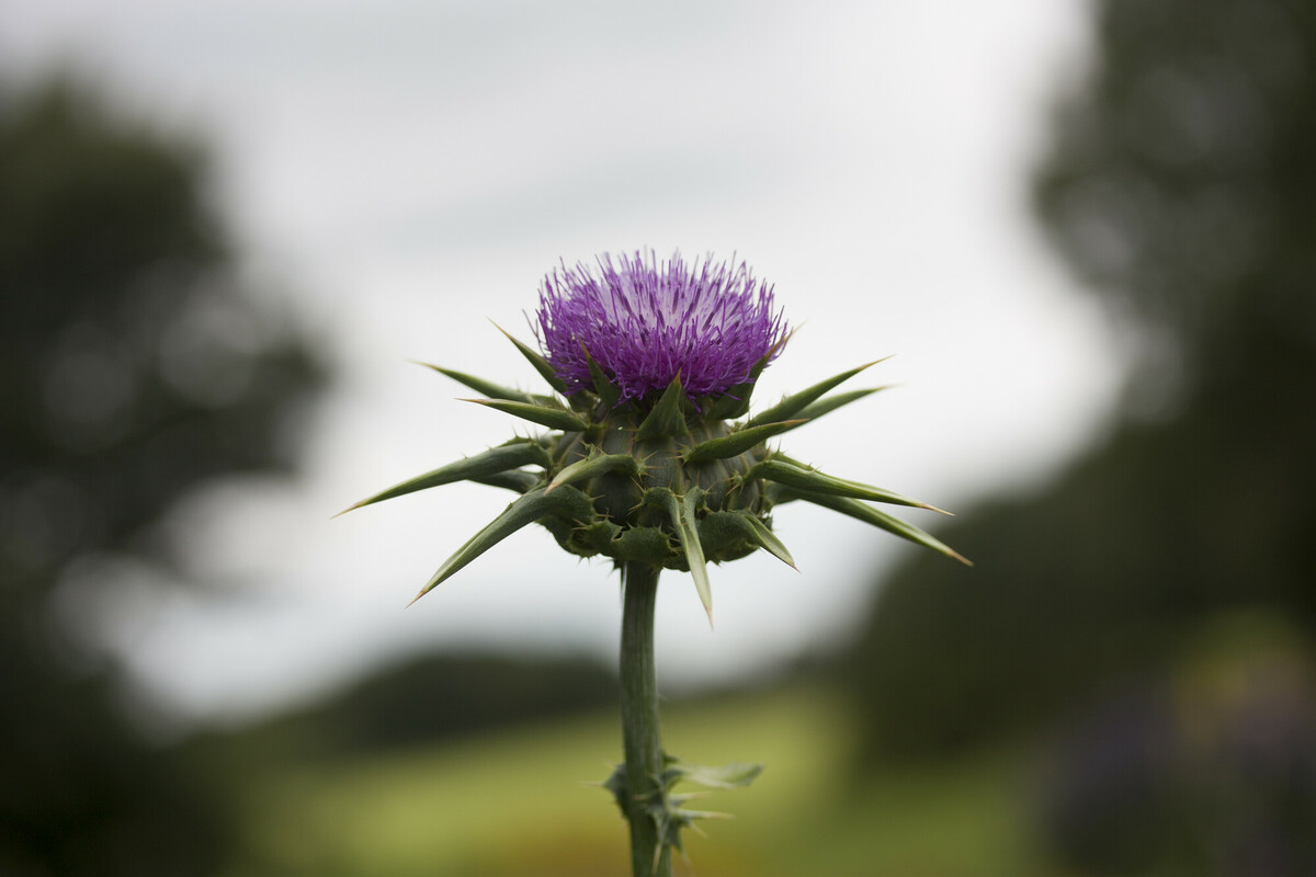 Mariadistel - Silybum marianum : Losse grammen