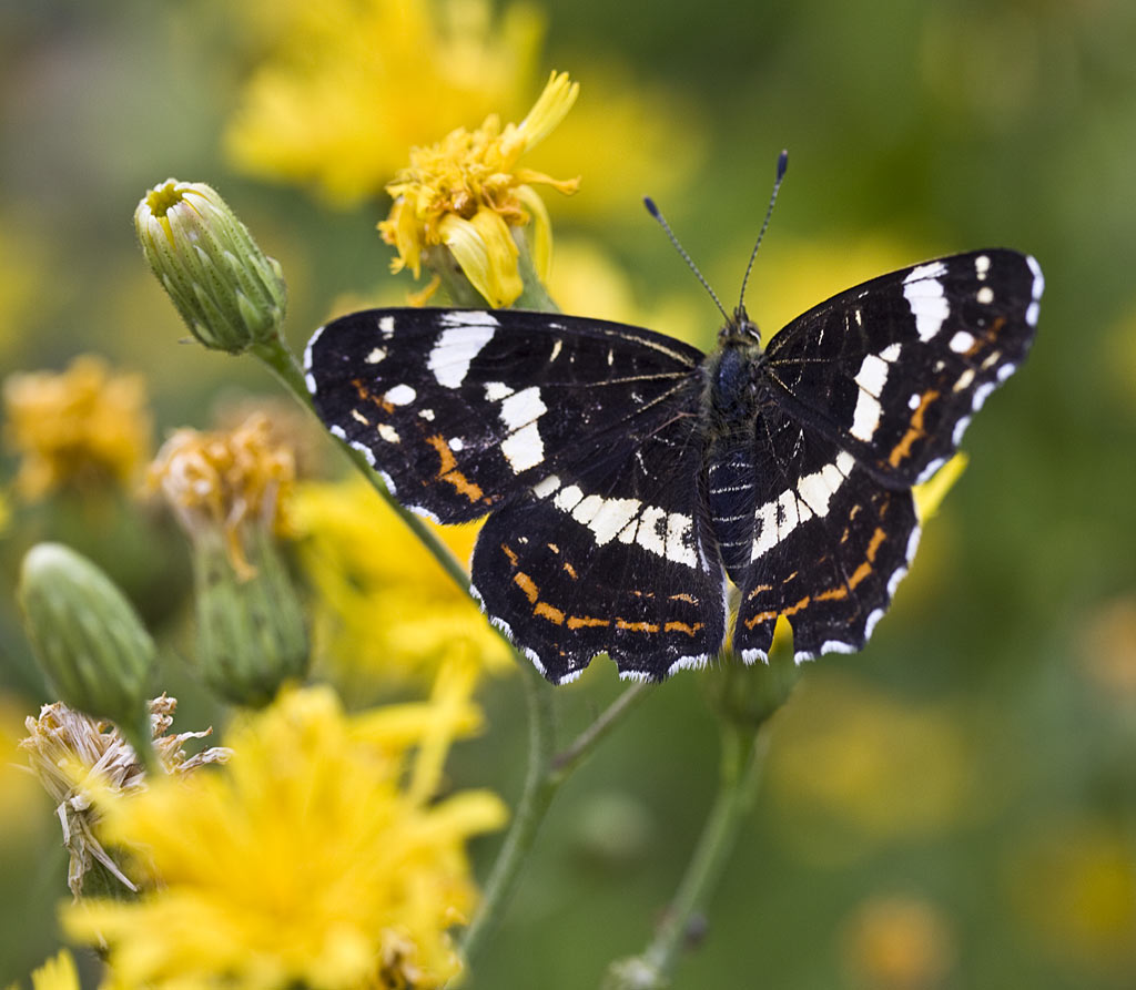 Stijf havikskruid - Hieracium sectie Tridentata : Losse grammen