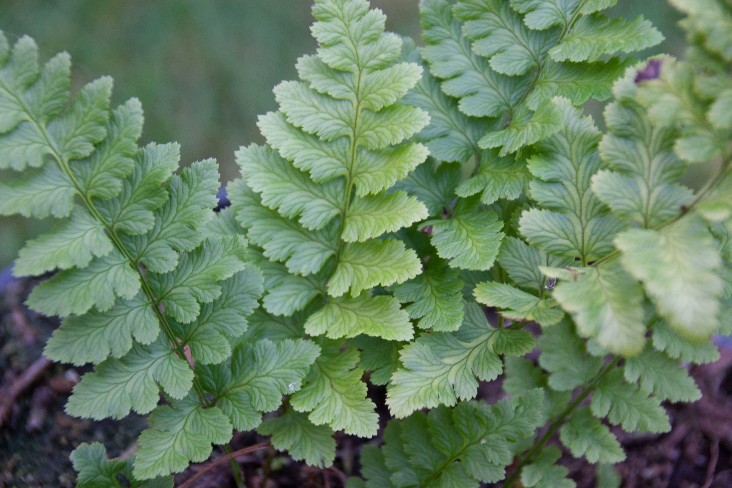 Kamvaren - Dryopteris cristata : Plant in P9 pot