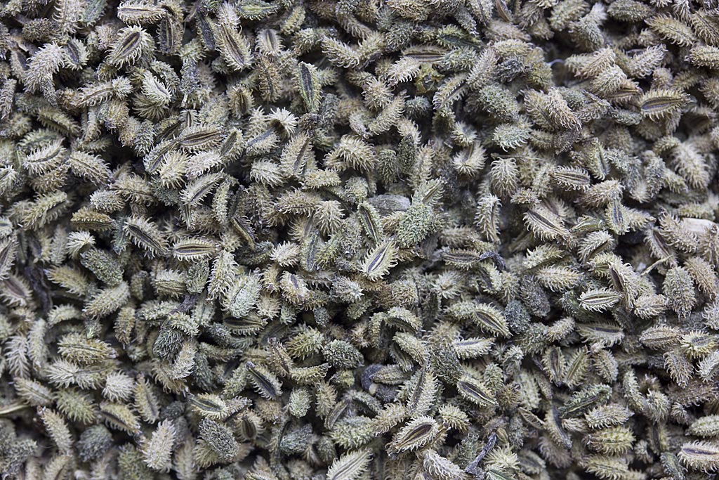 Heggendoornzaad - Torilis japonica : Losse grammen