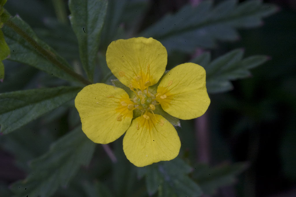 Tormentil - Potentilla erecta : Losse grammen