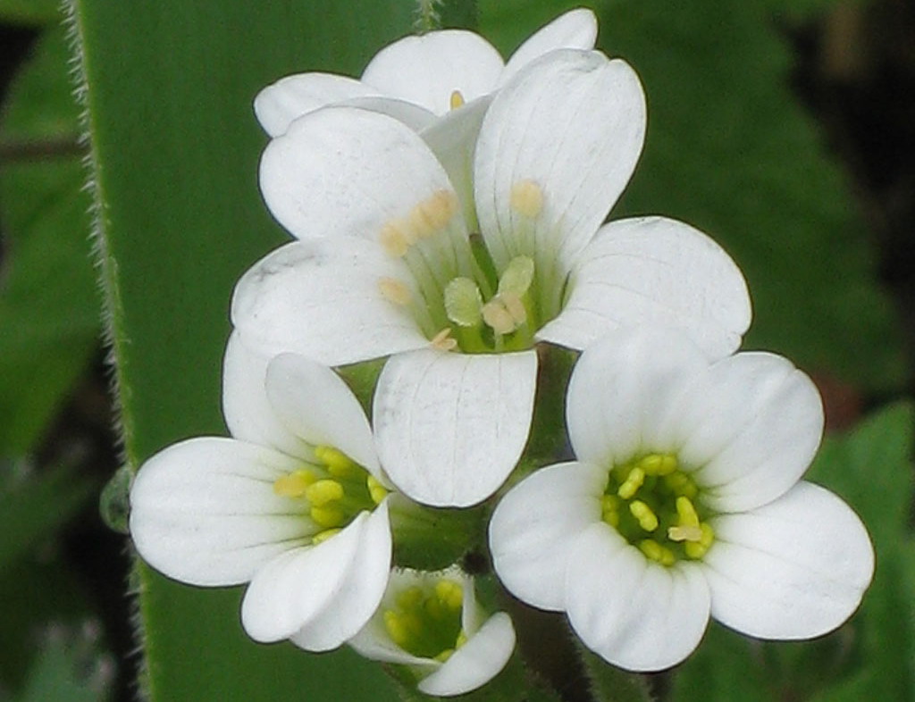 Knolsteenbreek - Saxifraga granulata : Zakje