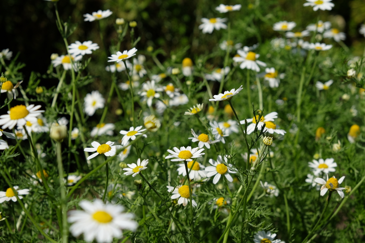 Stinkende kamille - Anthemis cotula : Zakje zaden