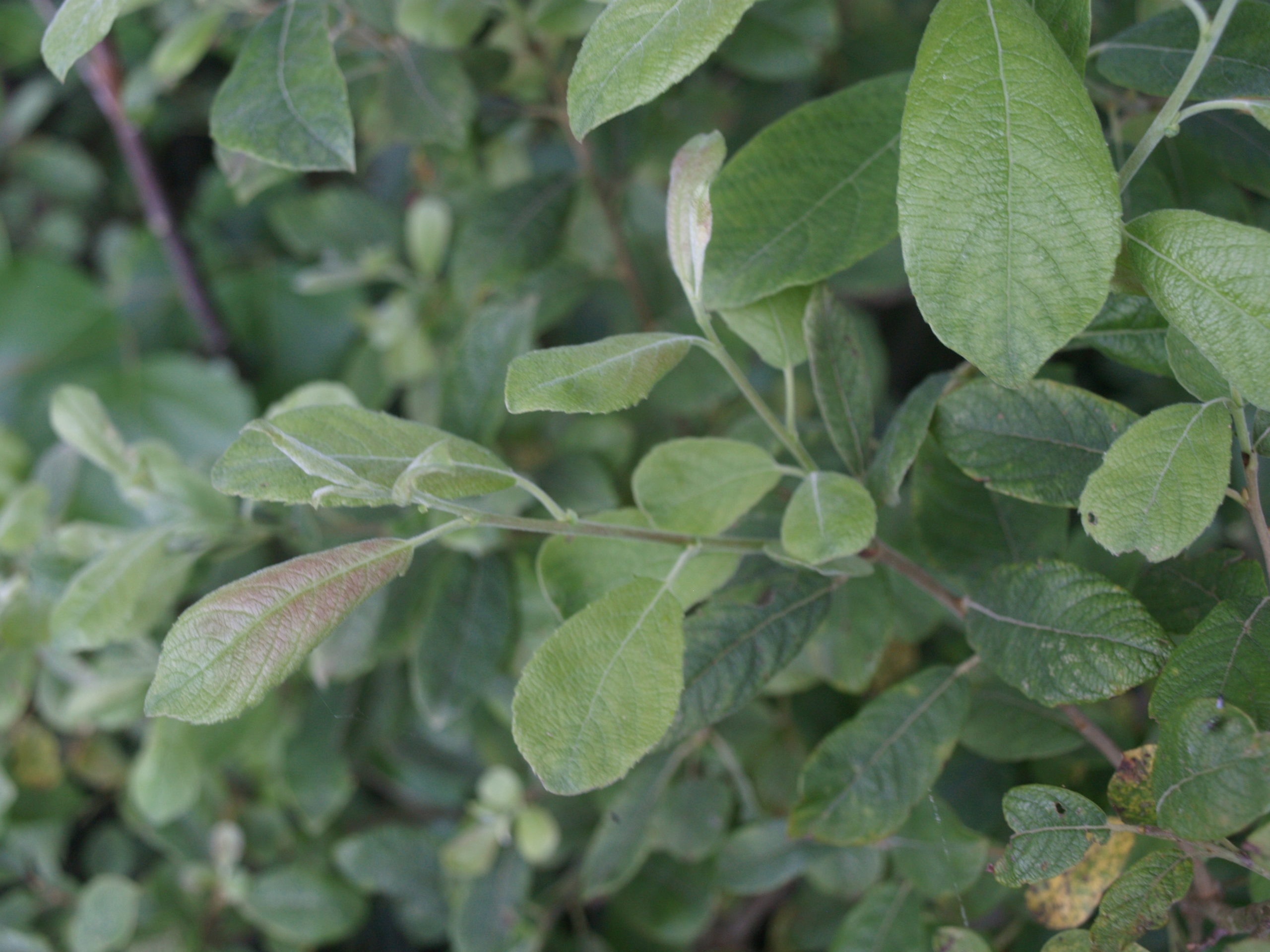 Grauwe wilg - Salix cinerea : Plant in C3 liter pot