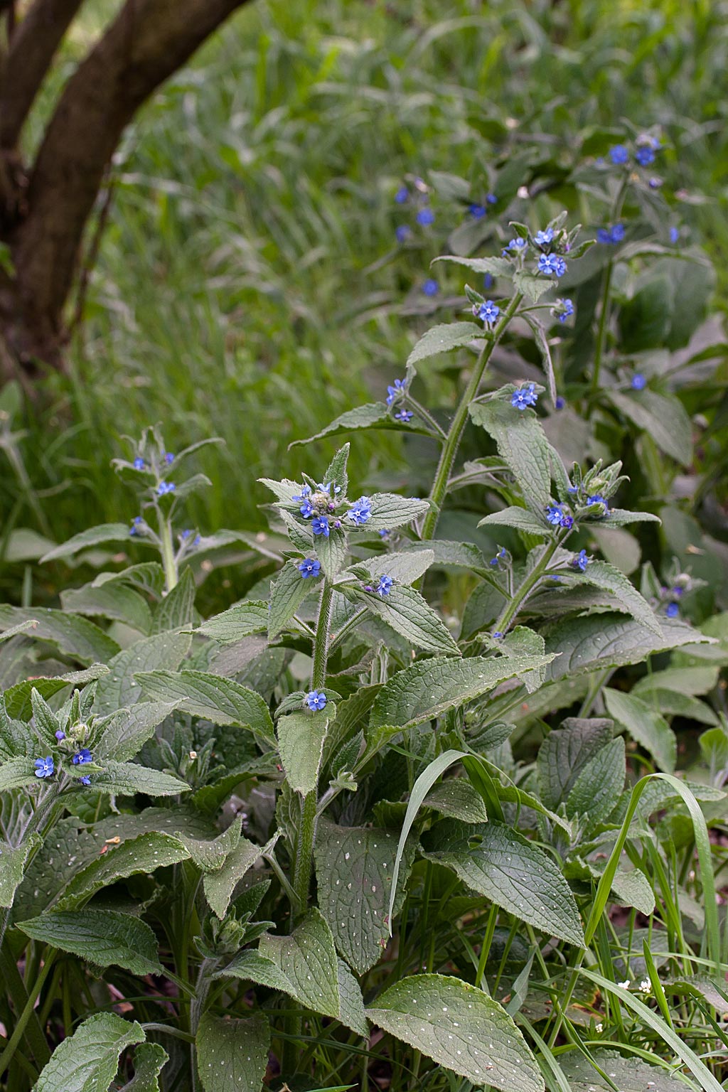 Overblijvende ossentong - Pentaglottis sempervirens : Zakje