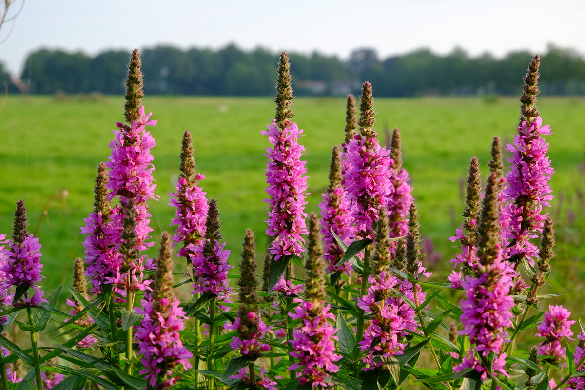 Grote kattenstaart - Lythrum salicaria : Losse grammen