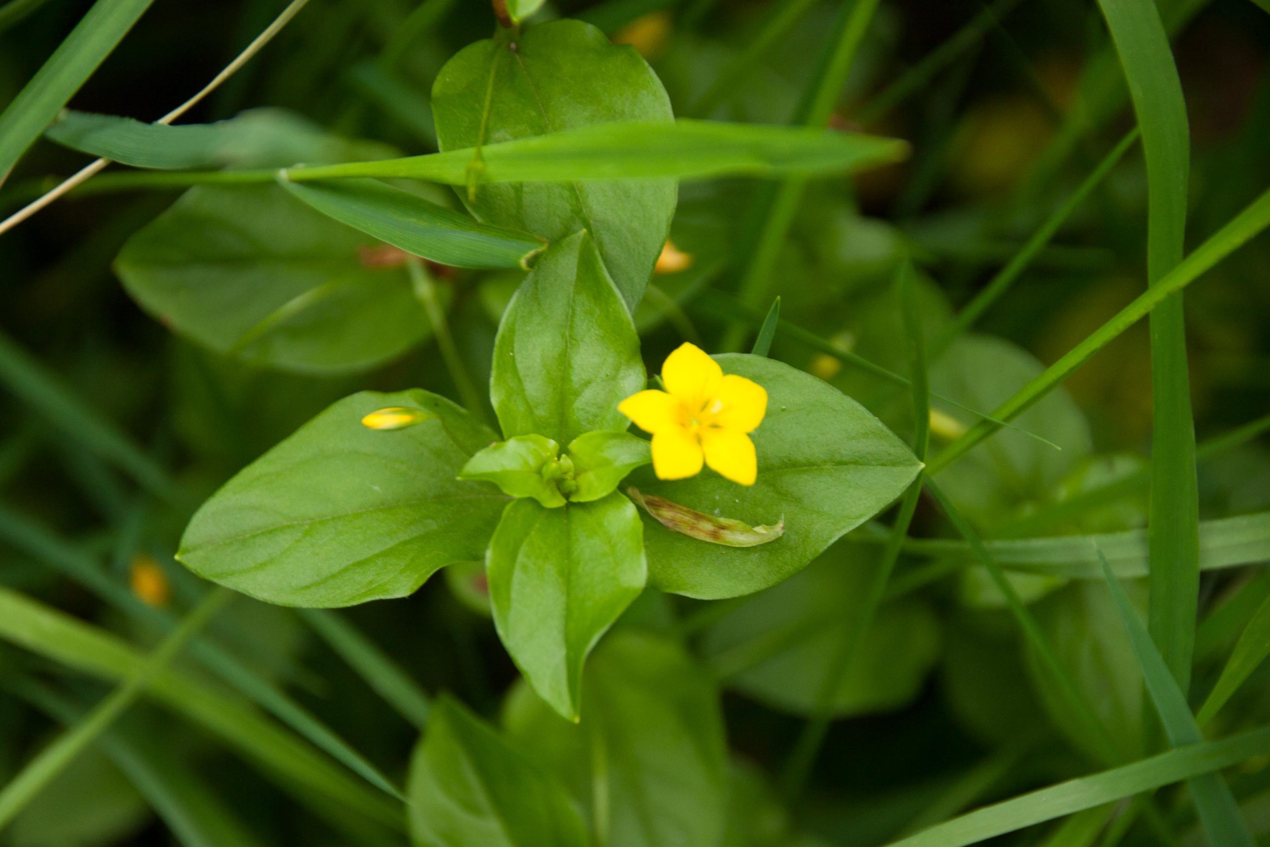 Boswederik - Lysimachia nemorum : Plant in P9 pot